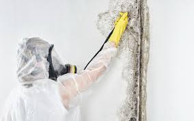 Reliable Windsor, VA Mold Prevention & Removal  Solutions